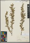 Foto von Salix alba subsp. vitellina (L.) Arcang.
